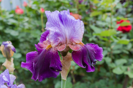Purple flower of iris on a blurred background in overcast day, view close-up in selective focusの写真素材