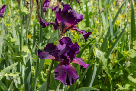 Two dark purple flowers of iris on a blurred background in sunny day, view close-up in selective focusの写真素材