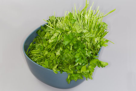 Heap of the freshly picked stems  of parsley with flat leaves in the plastic kitchen bowl on a gray backgroundの写真素材