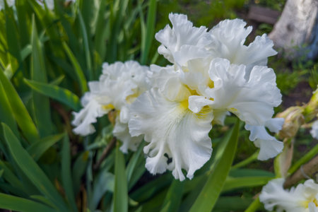 White flower of iris with the curly petals on a blurred background of the same flowers in overcast day, view close-up in selective focusの写真素材