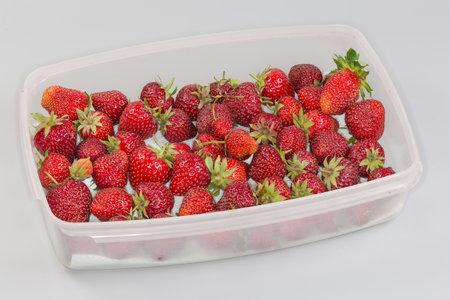 Freshly harvested unwashed organically grown garden strawberries in the rectangular flat plastic container on a gray backgroundの写真素材