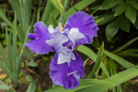 Blue flower of iris in overcast day, top view close-up in selective focus on a blurred backgroundの写真素材