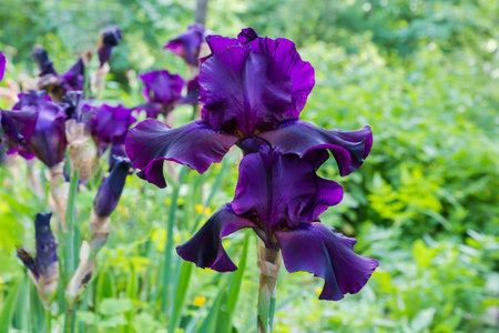 Two dark purple flowers of iris on a blurred background of the same flowers in overcast day, view close-up in selective focusの写真素材