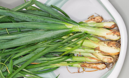 Bundle of the unwashed unpeeled stems of freshly harvested green onion with roots in a container, panoramic top viewの写真素材