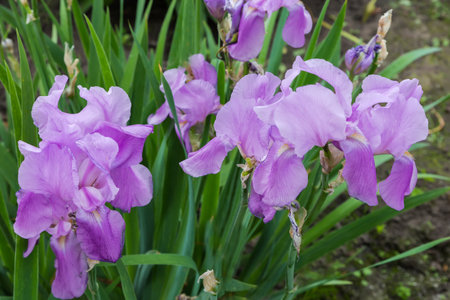 Light purple flowers of iris against the leaves of iris bush in overcast day, view close-up in selective focusの写真素材