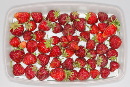 Freshly harvested unwashed organically grown garden strawberries in the rectangular flat plastic container on a gray surface, top viewの写真素材