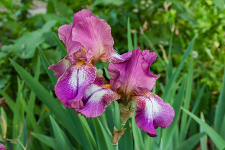 Two purple-brown flowers of iris on a blurred background in overcast day, view close-up in selective focusの写真素材