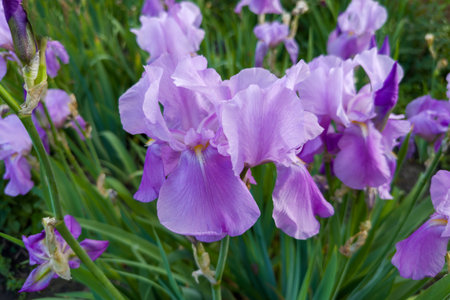 Light purple flower of iris on a blurred background the same flowers on a iris bush in overcast day, view close-up in selective focusの写真素材