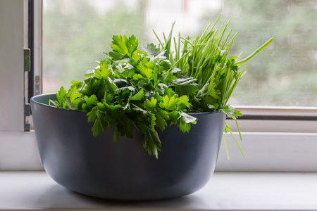 Heap of the freshly picked stems of parsley with flat leaves in the gray-blue plastic kitchen bowl on a white windowsill, front view backlitの写真素材