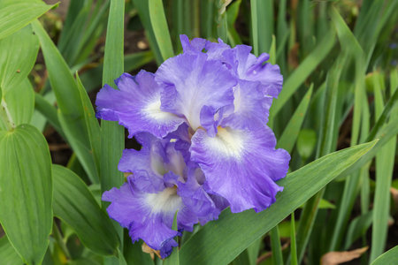 Light blue flowers of iris with the curly petals among the leaves in overcast day, view close-up in selective focus on a blurred backgroundの写真素材