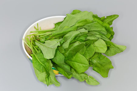 Bunch of the freshly picked leaves of the garden sorrel in the kitchen bowl on a gray backgroundの写真素材