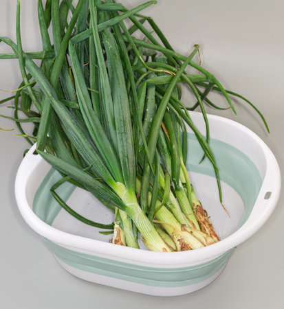Big bundle of the unwashed unpeeled stems of freshly harvested green onion with roots in a container on a gray backgroundの写真素材