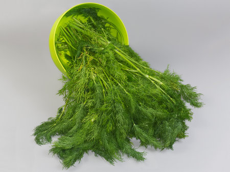 Big bunch of the stems of freshly harvested dill in the green plastic kitchen bowl inclined to the side on a gray backgroundの写真素材