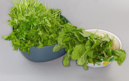 Bunch of the freshly picked leaves of the garden sorrel and heap of the parsley with flat leaves in the two different kitchen bowls on a gray background, panoramic viewの写真素材