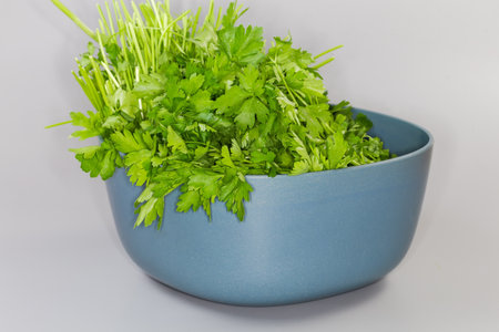 Heap of the freshly picked stems  of parsley with flat leaves in the blue plastic kitchen bowl on a gray background, front viewの写真素材