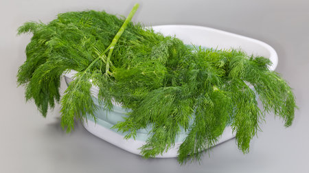 Heap of the stems of freshly picked dill in the big plastic container on a gray background, front panoramic viewの写真素材