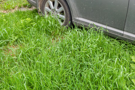 Fragment of the side part and rear wheel of gray car, parked on a meadow overgrown with high grass in spring overcast dayの写真素材