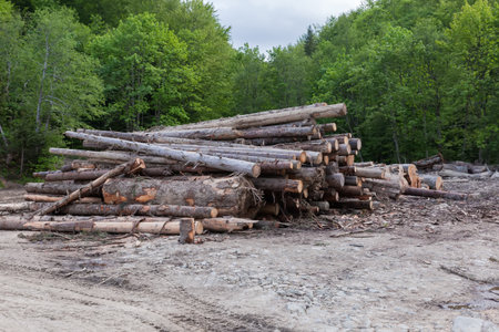 Heap of sawn trunks of different trees, lies on a ground in forest during the logging in summer...