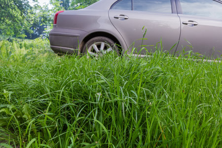High grass on a blurred background of the side part of gray car parked on a  meadow among the grass in spring overcast day, bottom view in selective focusの写真素材