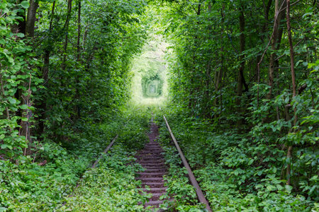 Section of the industrial railway surrounded by arch of trees in forest, known as tourist attraction Tunnel of Love, view in overcast rainy morningの写真素材