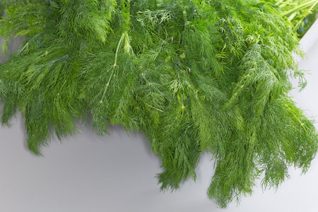 Tops of the stems of freshly picked dill, gathered into a large bundle, top view close-up on a gray backgroundの写真素材