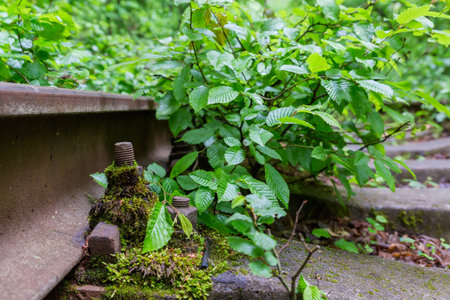 Rail and its screw fastening overgrown with moss and young trees on acting industrial railway in forest, bottom view close-up in overcast rainy morningの写真素材