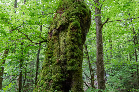 Bottom part of the trunk of old beech densely overgrown with moss in mountain forest against the other trees in sunny morningの写真素材
