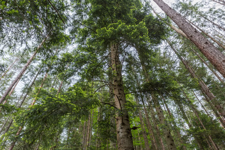 Old silver fir with fresh shoots with young needles on the edges of the branches in forest in...
