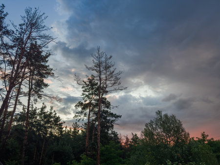 Old high pines on a forest edge against the cloudy sky in summer sunny evening at sunsetの写真素材