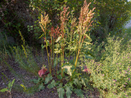 Bush of the Rumex confertus, also known as Armenian dock with inflorescences of ripening seeds on...