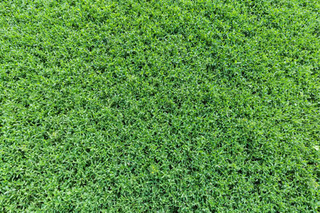 Fragment of the meadow densely overgrown with knotgrass with fresh green leaves in summer overcast...