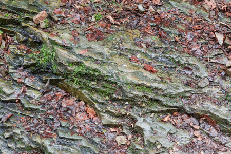 Part of wet outcrop of rocks with layered structure on a mountain slope covered with last year...
