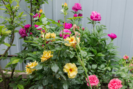 Bush of blooming rose with yellow flowers in a front garden against the pink peony bush and other...