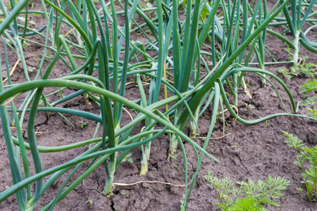 Rows of young plants of the green onion growing on a field, bottom view on a background of a soil in...