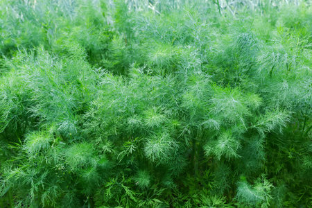 Rows of young plants of the dill growing on a field, view close-up at overcast day