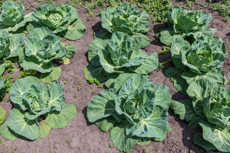 Rows of young plants of unripe white cabbage during the period of forming cabbage heads from their...