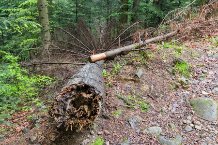 Fallen old dry fir with rotten trunk in forest on a mountain slope in overcast rainy weather