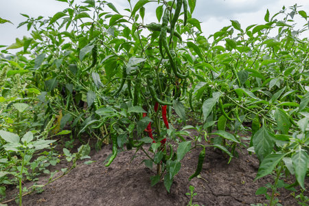 Chili pepper plants with green and red pods covered with rain water drops on a field, view close-up from a low shooting point in selective focus against the soil and skyの写真素材