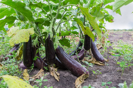 Ripe conventional purple eggplants of oblong shape on stems covered with water drops after a rain on a field, view close-up from a low shooting point in selective focus against the soil and skyの写真素材