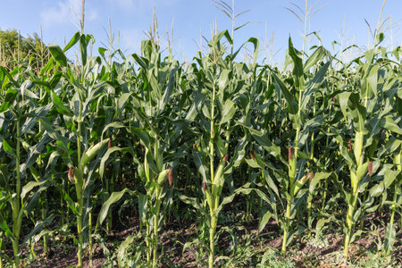 Ripening corn with green cobs on the field edge on a background of the clear sky in sunny day