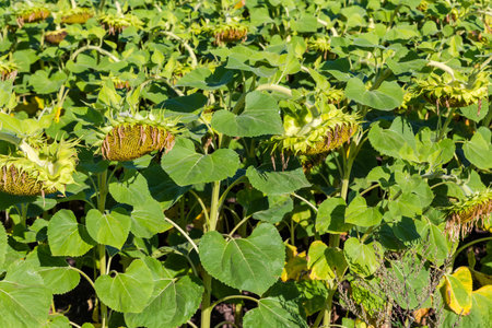 Field of the sunflowers with ripening seed heads and big  green leaves on stems at sunny morning