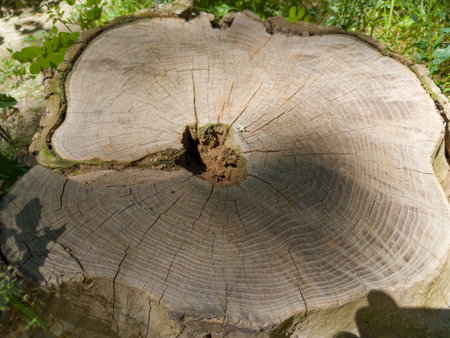 Stump of the sawn down old thick deciduous tree with hole in center in sunny day, view close-up in selective focusの写真素材