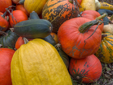 Harvested pumpkins of different shape, size and colors on heap on a farm outdoors in overcast autumn morning close-upの写真素材