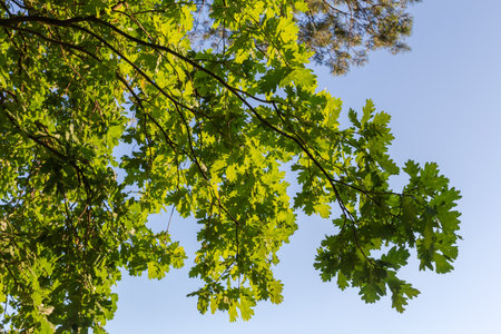 Hanging branches of the old common oak with bright green leaves in sunny summer day, view from...