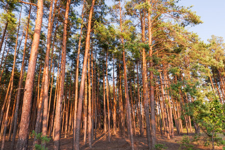 Section of the forest with sunlit high pine trees in summer sunny evening