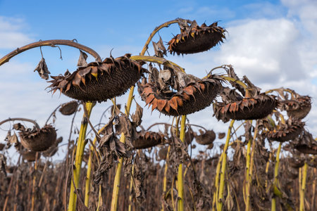 Ripe dry sunflower heads on the stems with withered leaves field against the sky in autumn sunny day, close-up in selective focusの写真素材