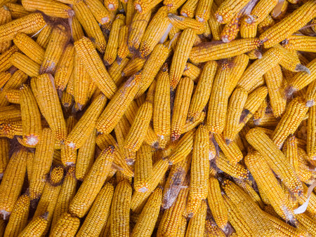 Heap of the freshly harvested ripe corncobs without husks in a small granary on a farm