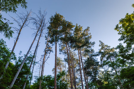 Trunks and tops of high dry and living pines in a forest among the other trees, view from bottom to...
