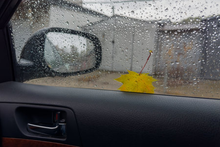 Wet small fallen maple leaf adhered to the car side window covered with water drops during a rain, inside car viewの写真素材