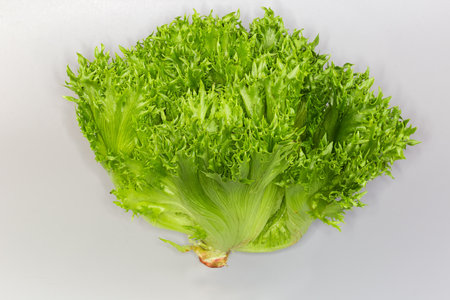 Head of green leaf lettuce, species of Frisee salad, as an curly endive variety on a gray backgroundの写真素材